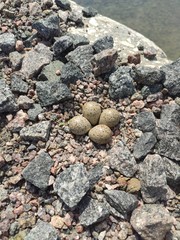 Haematopus ostralegus