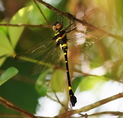 Macromia urania