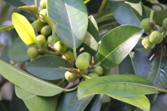 Ficus macrophylla