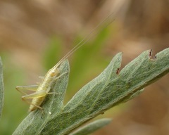 Oecanthus quadripunctatus