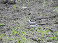 Motacilla alba