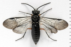 Dolerus liogaster