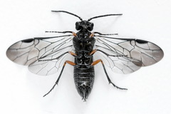 Dolerus liogaster