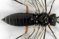 Dolerus liogaster