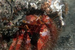 Dardanus crassimanus