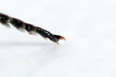Dolerus liogaster