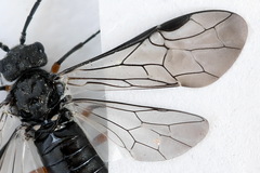 Dolerus liogaster