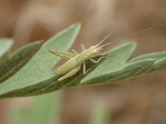 Oecanthus quadripunctatus