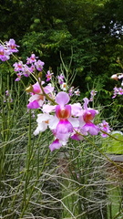 Papilionanthe