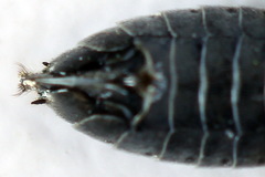 Dolerus liogaster