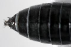 Dolerus liogaster