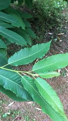 Castanea sativa