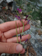 Boechera pauciflora