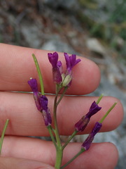 Boechera pauciflora