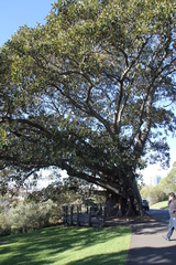 Ficus macrophylla
