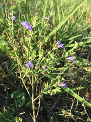 Scutellaria drummondii