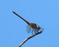 Potamarcha congener