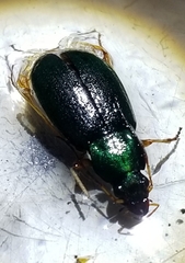 Chlaenius sericeus