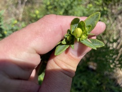Hypericum frondosum