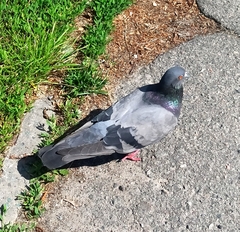 Columba livia domestica