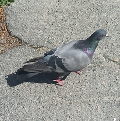 Columba livia domestica