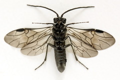 Dolerus nigratus