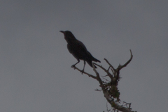 Corvus capensis