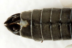 Dolerus nigratus