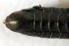 Dolerus nigratus