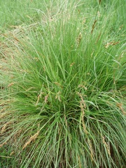 Carex appropinquata
