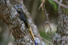 Acanthocercus atricollis