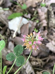 Trifolium hybridum