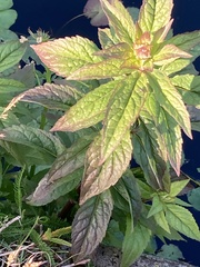 Eupatorium cannabinum