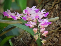 Aerides crispa