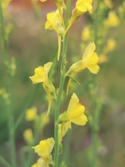 Linaria genistifolia