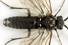 Dolerus nigratus