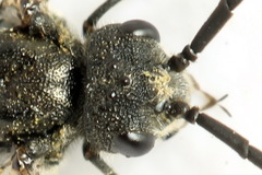 Dolerus nigratus
