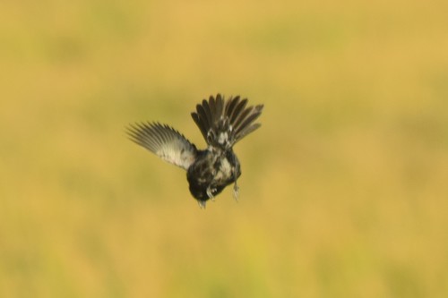 Blue-black Grassquit