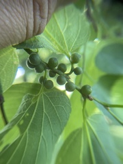 Celticecis oviformis