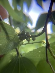 Celticecis oviformis