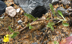 Rorippa subumbellata