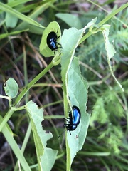 Chrysochus asclepiadeus