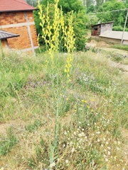 Linaria genistifolia
