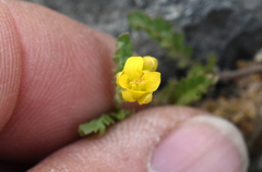 Rorippa subumbellata