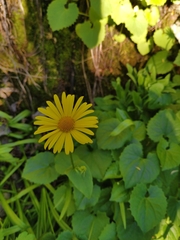 Doronicum caucasicum