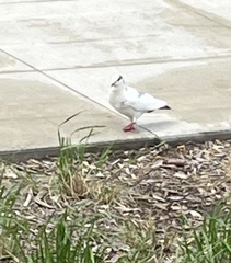 Columba livia