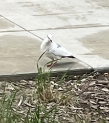 Columba livia
