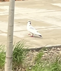 Columba livia