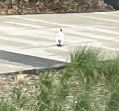 Columba livia