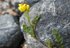 Rorippa subumbellata